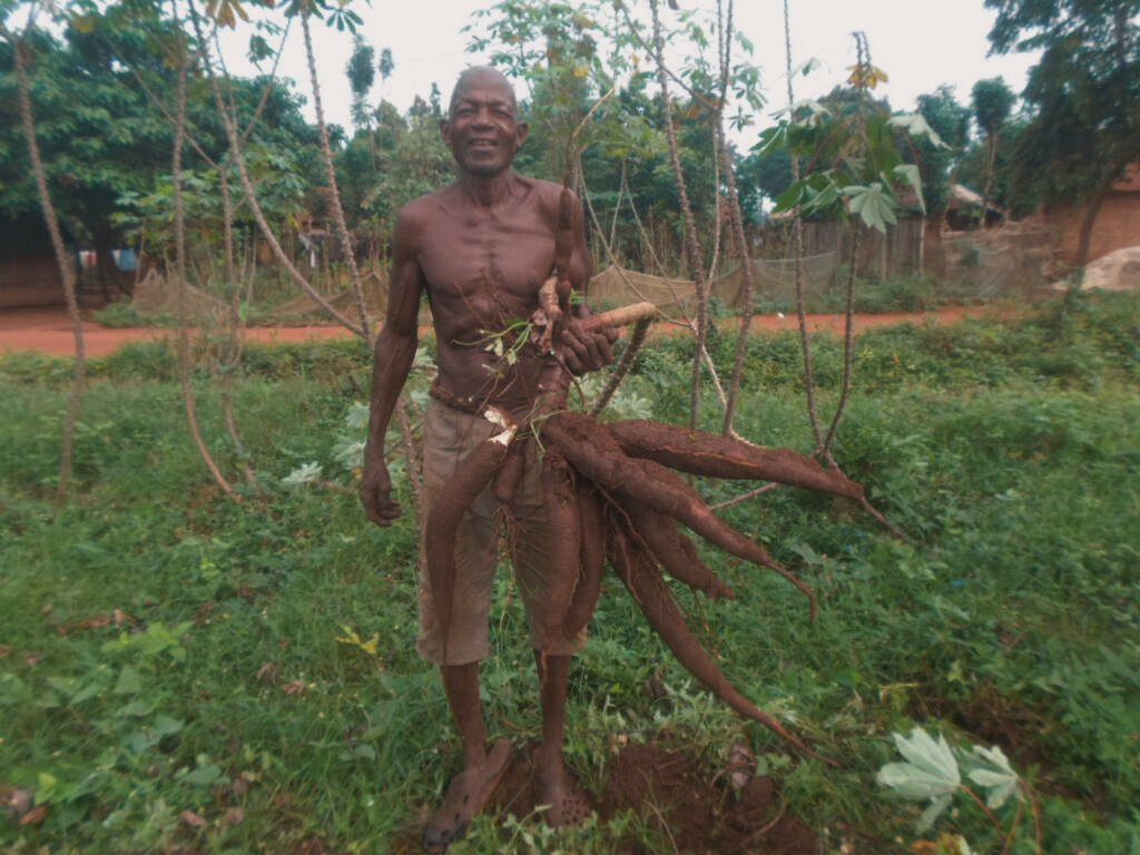 recolte-manioc-gbakpo-akpro-misserete